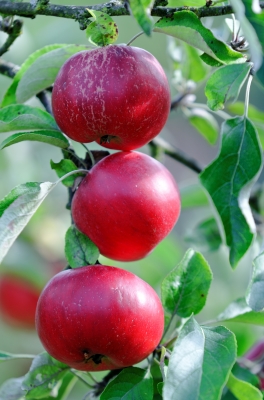 Christian Biz Tip Harvesting Low-Hanging Fruit